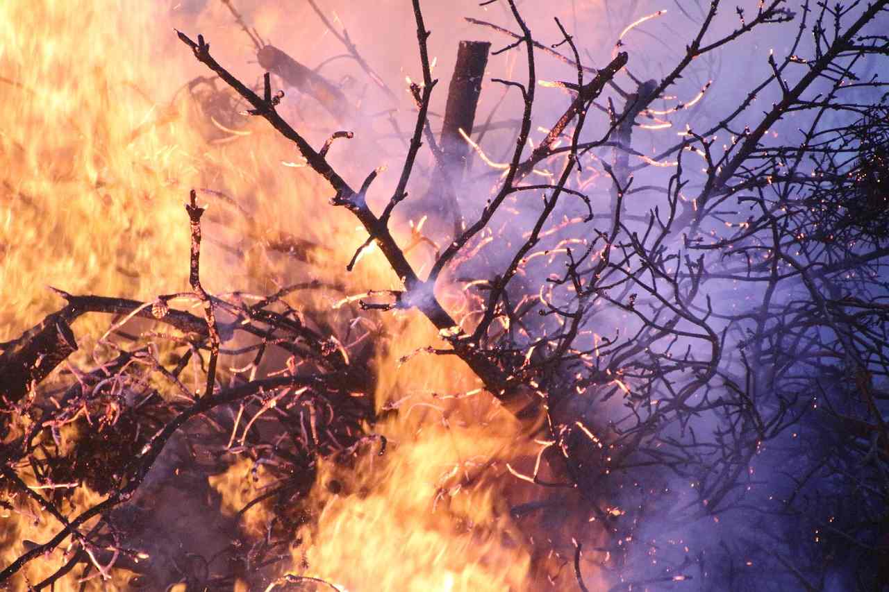 Incendie de Die : le gibier et la faune sauvage vont devoir réapprendre à vivre sur près de 4400 hectares calcinés