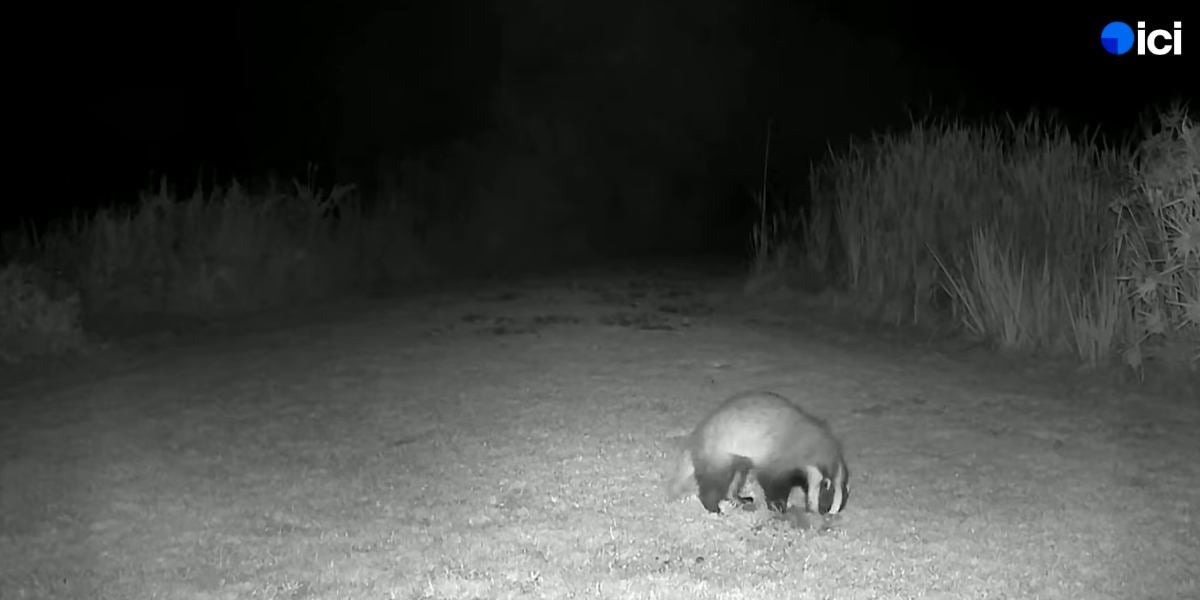[Vidéo] Des associations anti-chasse s&rsquo;attaquent encore à la chasse du blaireau