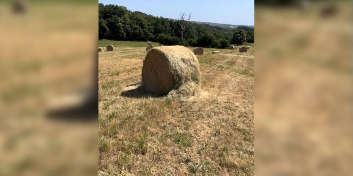 [Vidéo] Éventrer et dégrader les balles de foin, un nouveau jeu qui énerve les agriculteurs