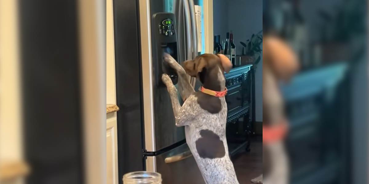 [Vidéo] Un chien de chasse qui a bien compris le fonctionnement de la fontaine à eau
