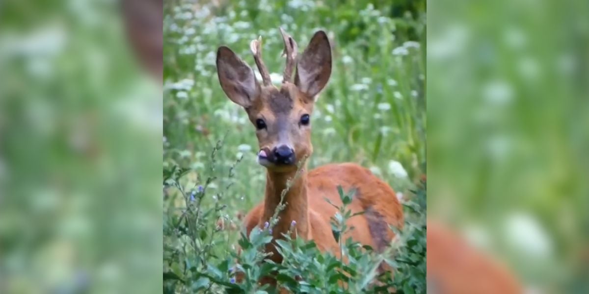 [Vidéo] Un brocard avec une tête quelque peu surprenante