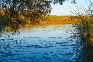 Ce que les chasseurs font et que les écologistes oublient de dire !