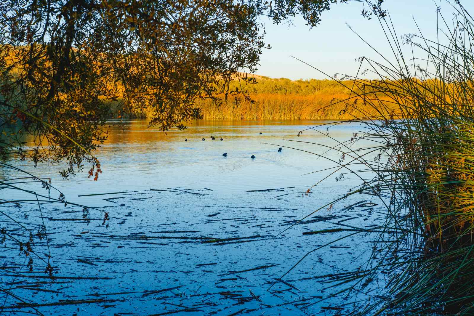 Ce que les chasseurs font et que les « écologistes » oublient de dire !