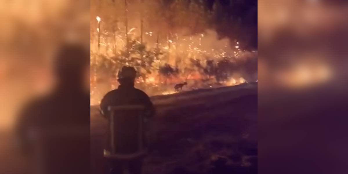 [Vidéo] Les images déchirantes d&rsquo;un chevreuil qui fuit un incendie sous les yeux des pompiers en Gironde
