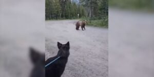 chien vs ours
