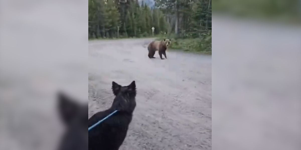 chien vs ours