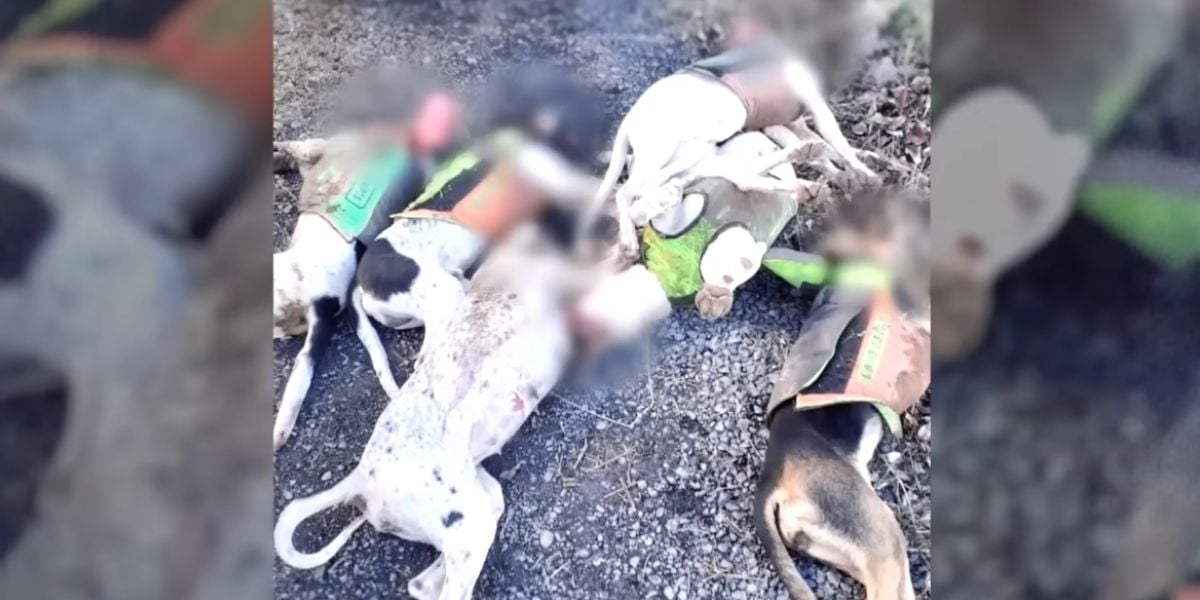 [Vidéo] L&rsquo;affaire des 7 chiens de chasse tués en Ardèche dans l&rsquo;émission « Sept à huit »