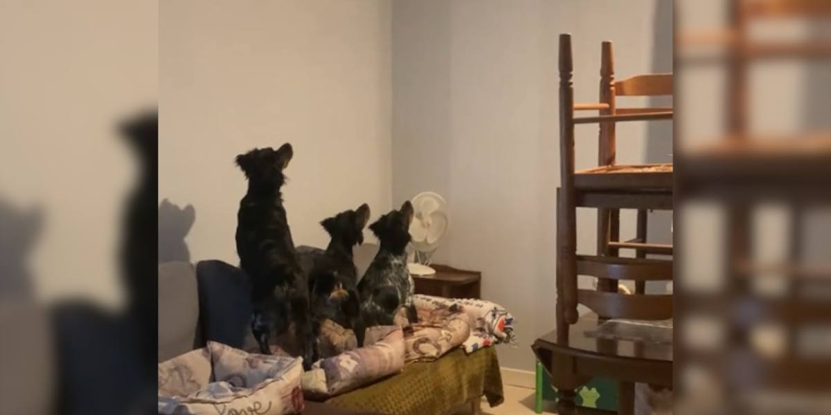 [Vidéo] Avoir des chiens de chasse n&rsquo;est pas toujours de tout repos