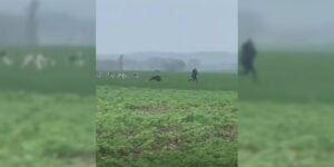 homme poursuivi par un asnglier