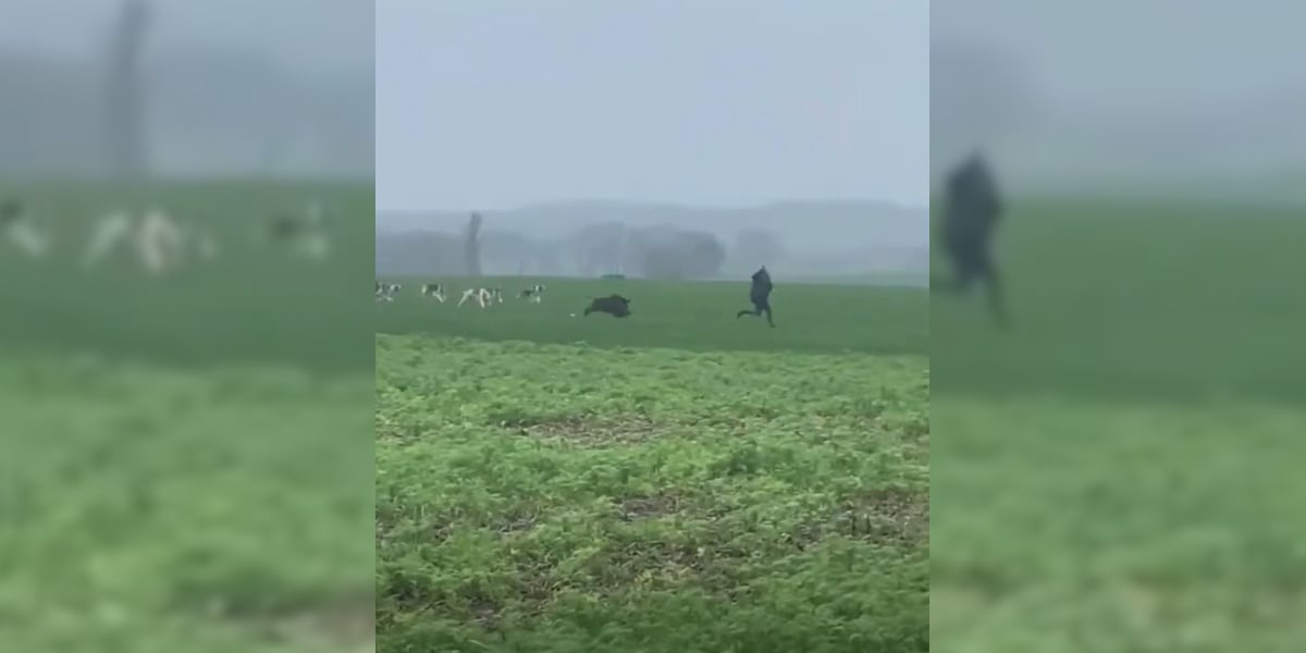 [Vidéo] Un homme poursuivi par un sanglier en pleine chasse