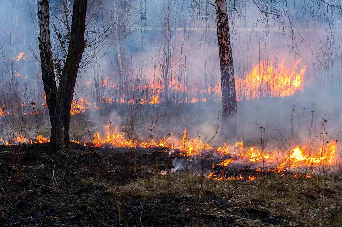 Une pétition réclame l&rsquo;interdiction de la chasse suite aux incendies
