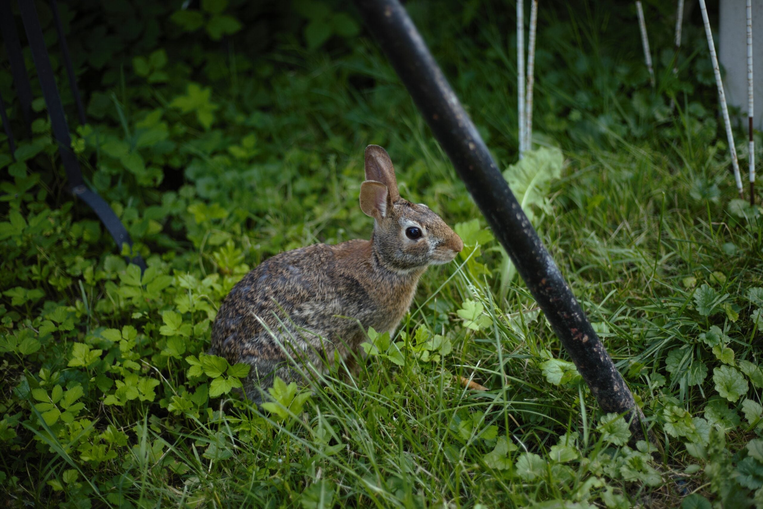 La Ciotat : face à la prolifération des lapins, une nouvelle campagne de capture lancée au Domaine de la Tour