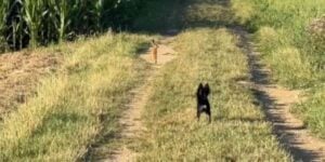 lievre vs chien