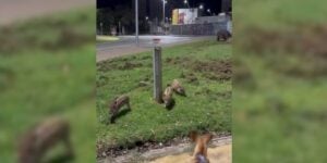 marcassins et chien