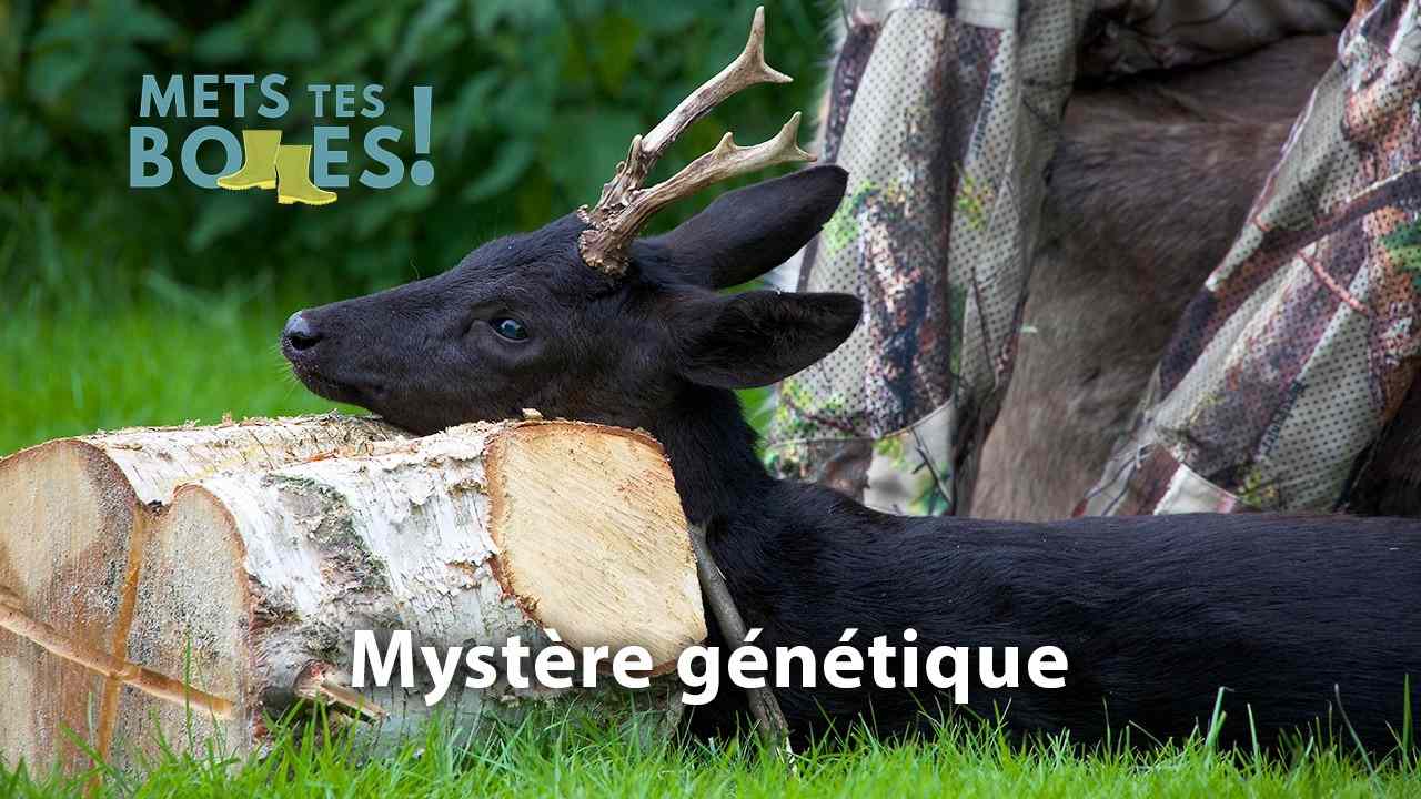 [Vidéo] Sur les traces du brocard noir