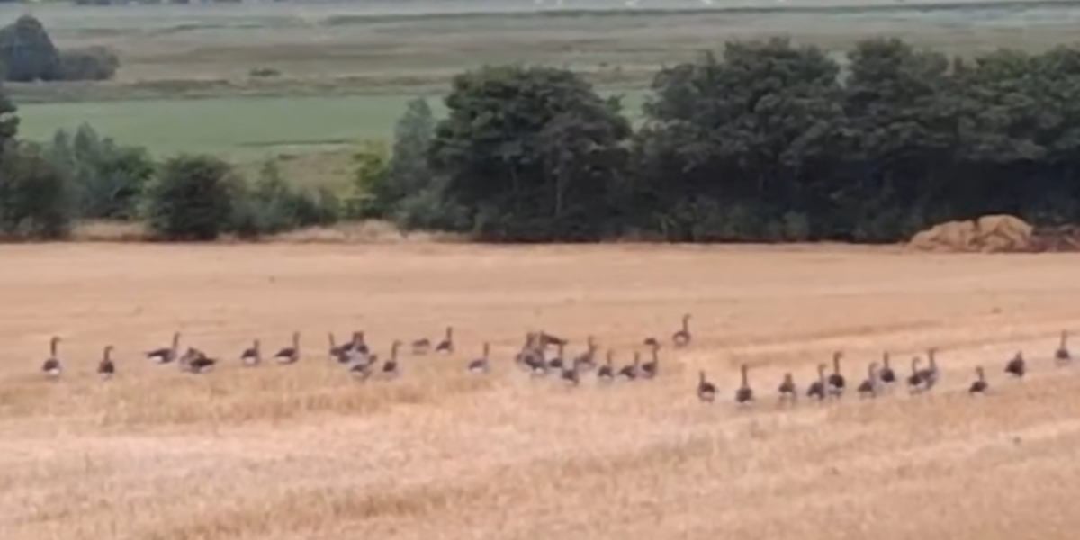 [VIDÉO] Les premières oies cendrées sont déjà de retour en baie de Somme