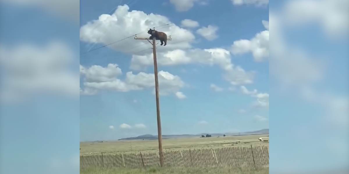 [Vidéo] La scène surréaliste d&rsquo;un ours filmé en haut d&rsquo;un pylône électrique