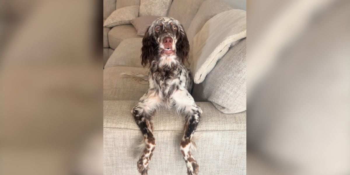 [Vidéo] Un setter anglais adopte une drôle de position