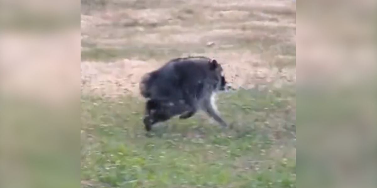 [Vidéo] Quelle est cette étrange créature présente en France qui a été filmée par une habitante de Seattle?
