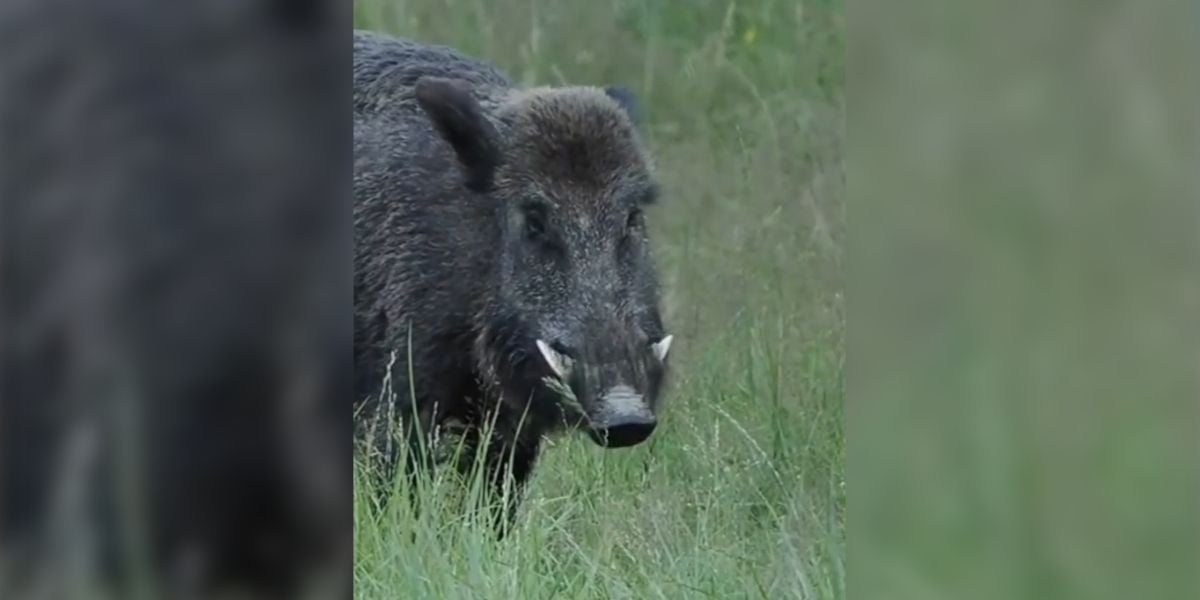 [Vidéo] Un sanglier aux attributs impressionnants