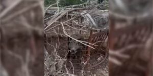 sanglier cage