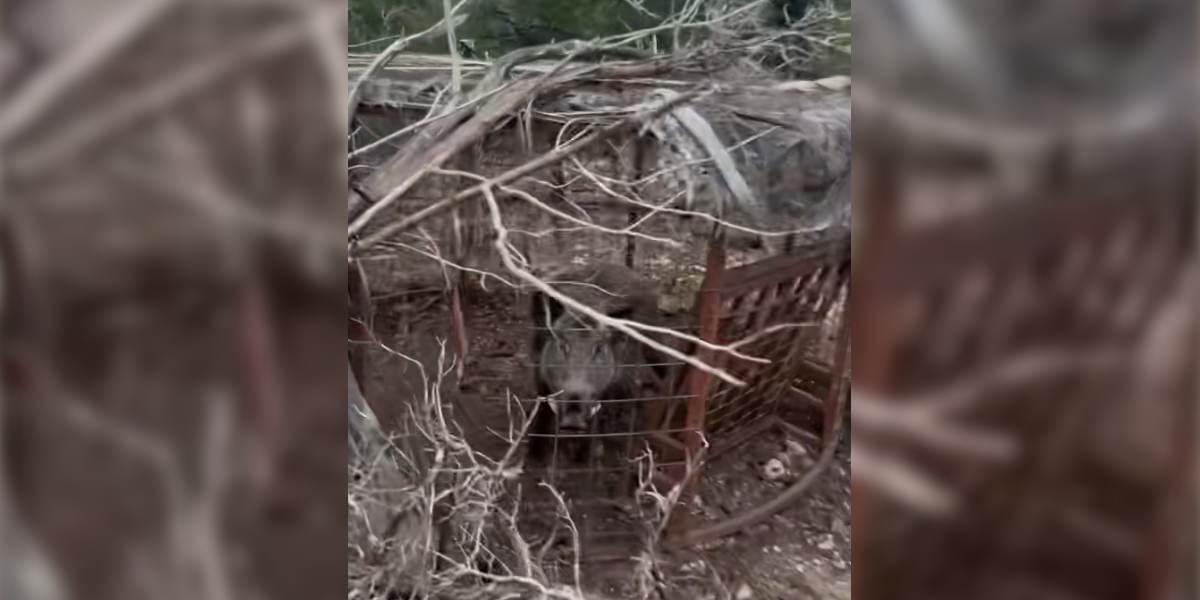 [Vidéo] Un sanglier impressionnant piégé dans une cage