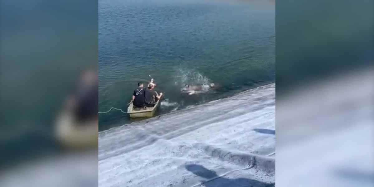 [Vidéo] Deux hommes tombent à l&rsquo;eau après une charge de sanglier dans un bassin de rétention d&rsquo;eau