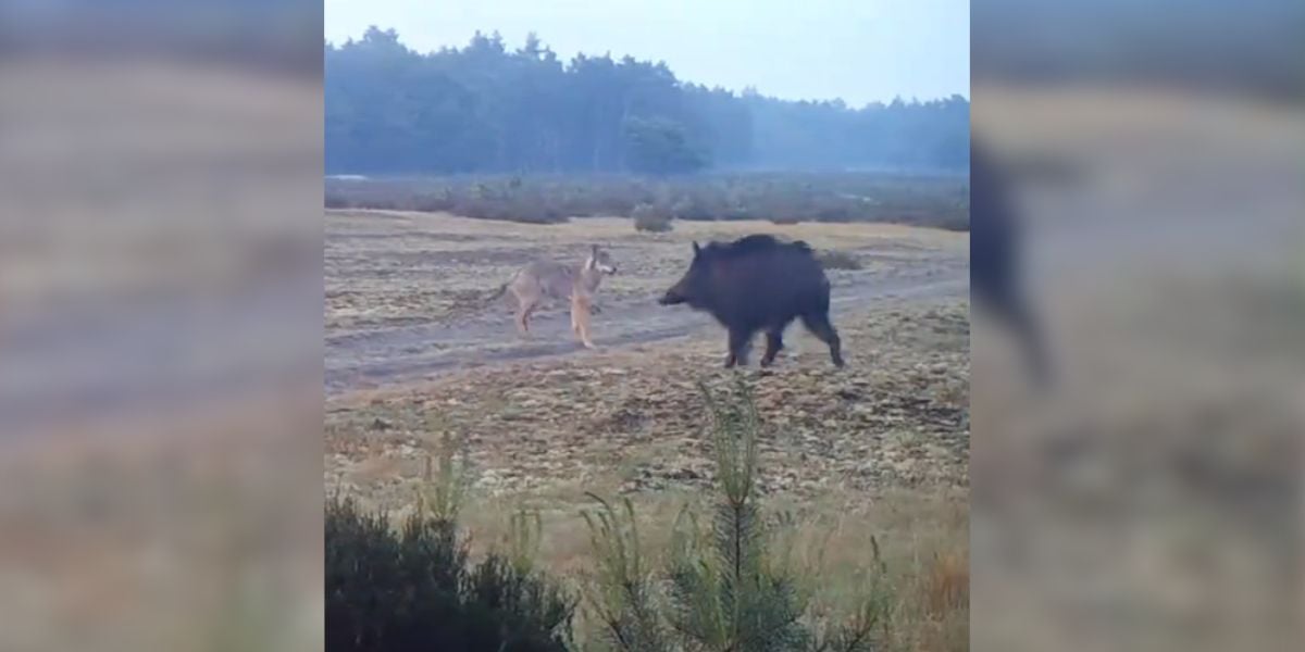 [Vidéo] Un sanglier fait face à plusieurs loups