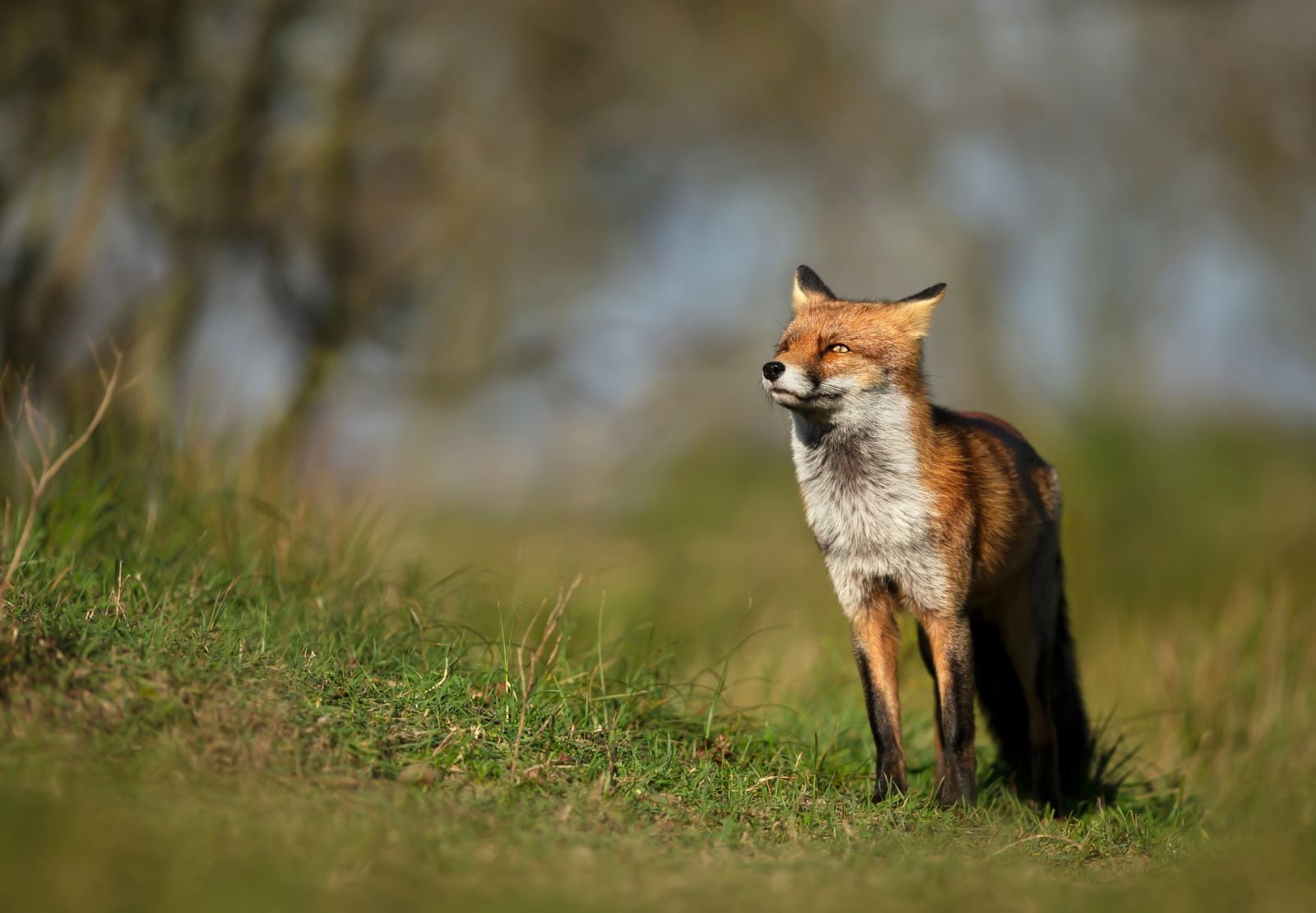 Le tir d&rsquo;été du renard reste tout à fait possible partout en France dans le cadre des tirs d&rsquo;été