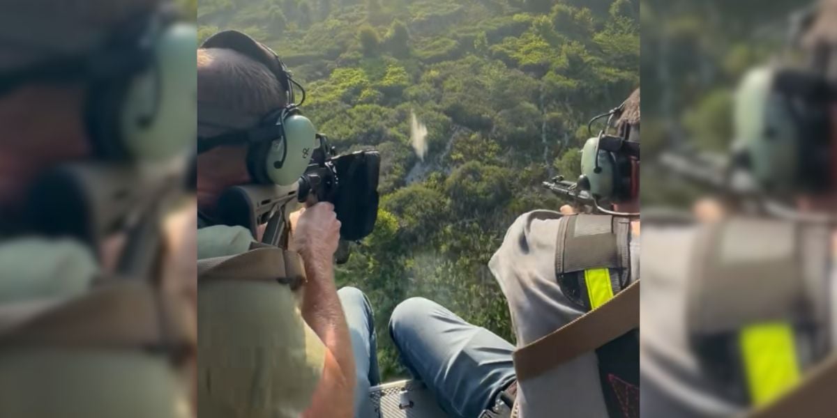 [Vidéo] Pendant la Coupe du Monde, des chasseurs tirent les sangliers depuis un hélicoptère