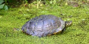tortue de floride