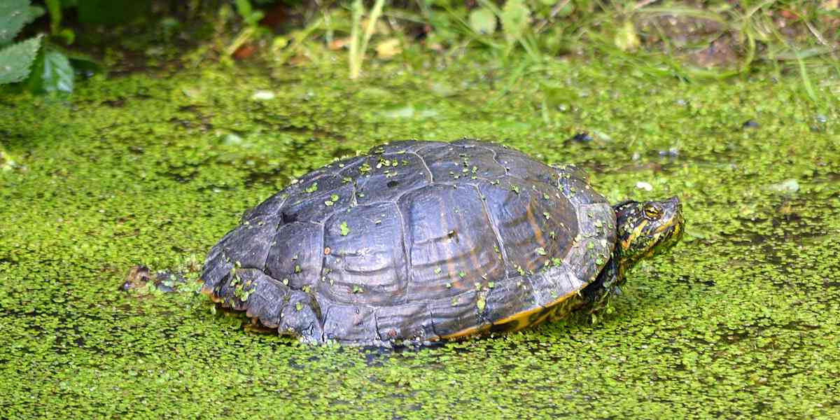 [Vidéo] Au Sud de la Loire, la tortue de Floride est régulée à la carabine