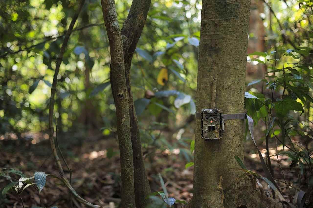 À Dreux, les pièges photographiques des chasseurs peuvent nuire aux promeneurs selon une association anti-chasse