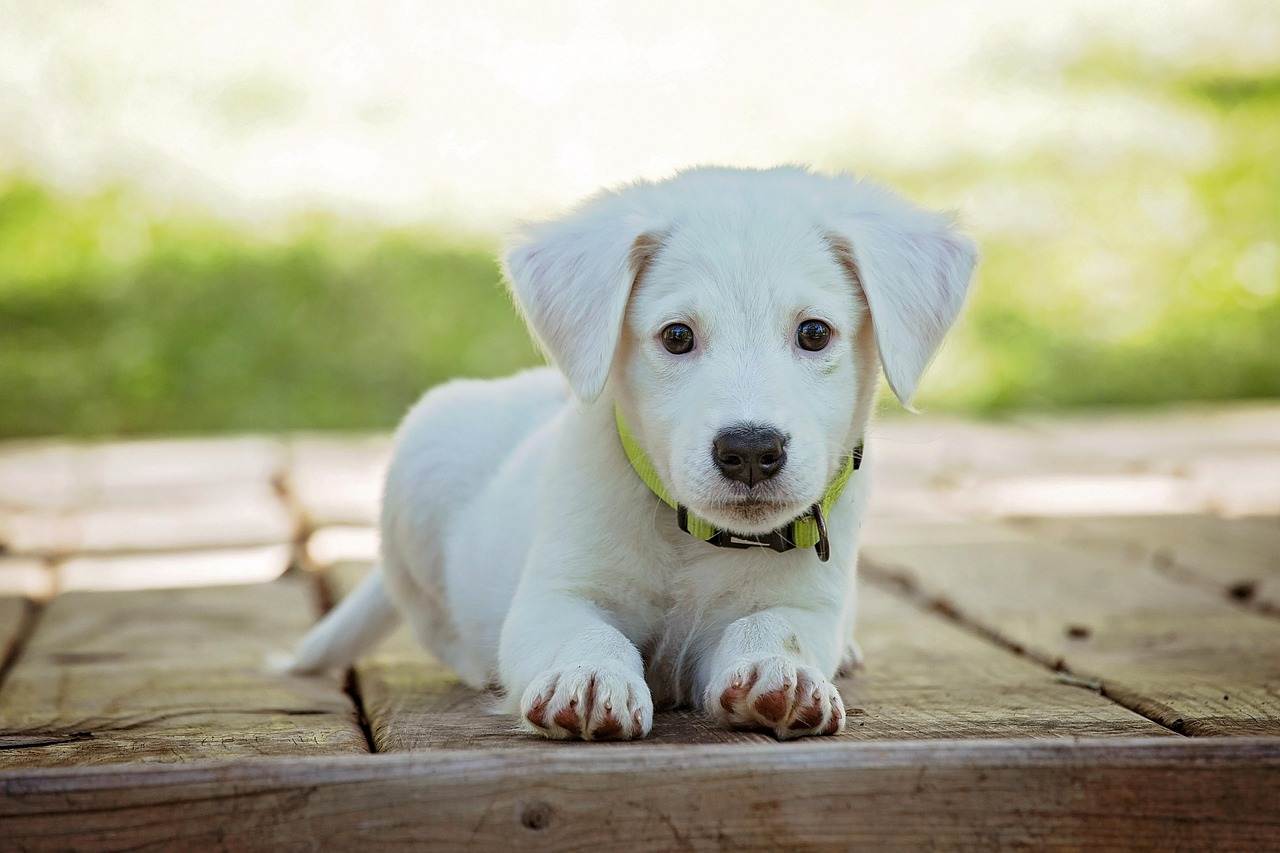 Vente de chiens en animalerie : un décret ajoute des sanctions financières en cas de non respect de la loi