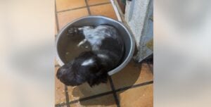 [Vidéo] Un chiot Cocker anglais qui confond sa gamelle avec une piscine