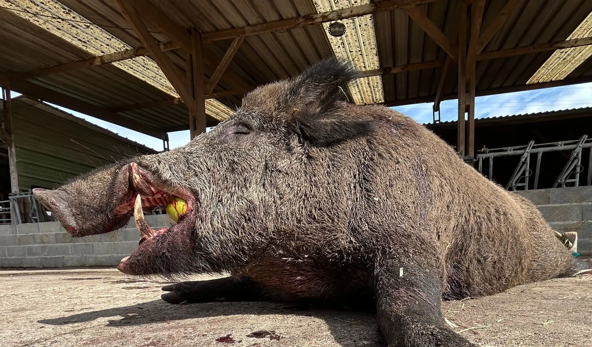 Un magnifique sanglier de 149 kilos prélevé en battue administrative dans la Sarthe.