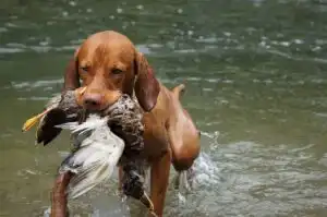 chasse espagne