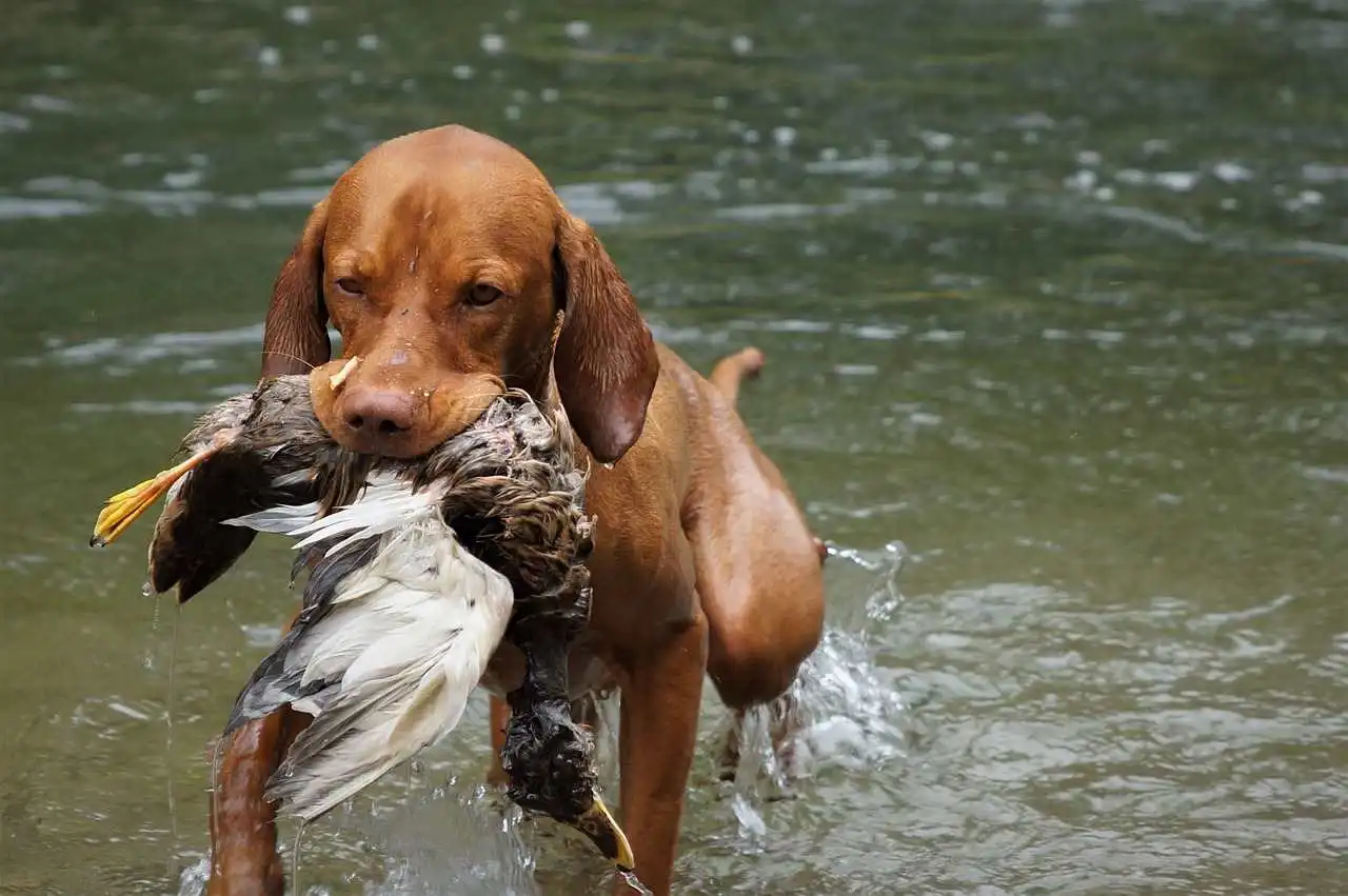 Permis de chasse et de pêche gratuits : une mesure forte prise par cette région pour attirer de nouveaux pratiquants en Estrémadure