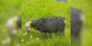 Un éleveur autrichien invente une armure anti-loups pour protéger ses moutons