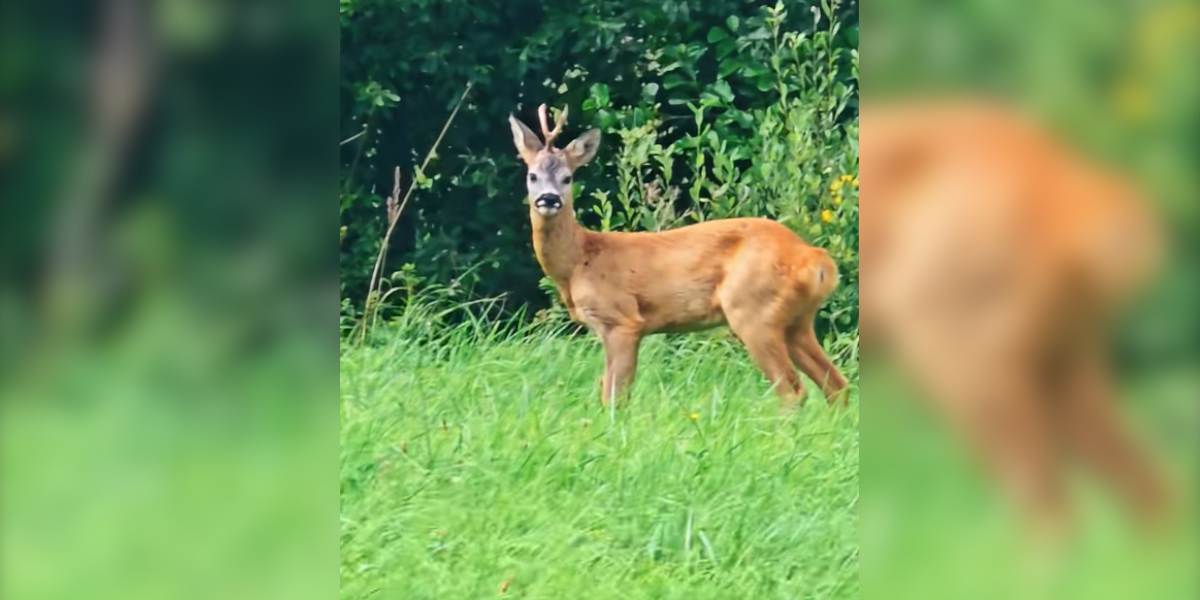 [Vidéo] Un brocard à la coiffe étonnante filmé aux abords d&rsquo;un bois