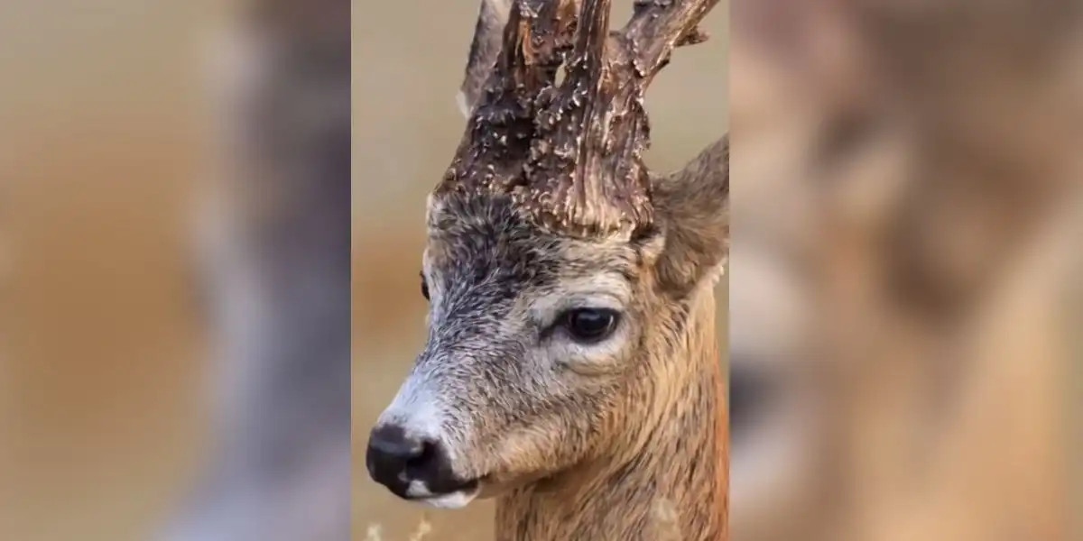 [Vidéo] Un brocard avec une tête bizarde épaisse