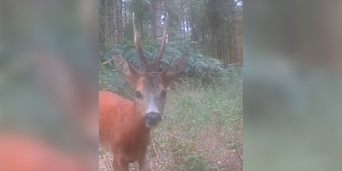 [Vidéo] Un brocard a six pointes repère le piège photographique placé pour l&rsquo;observer