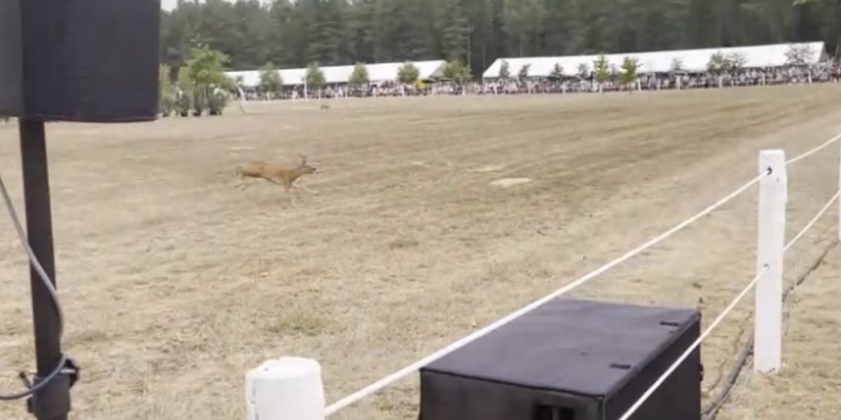 [VIDÉO] Insolite : un chevreuil surgit en pleine Fête de la chasse en Maine-et-Loire