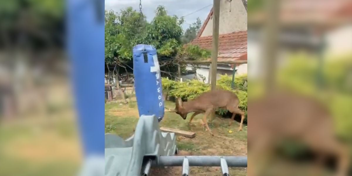 [Vidéo] Un brocard très en colère contre un sac de frappe