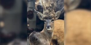 brocard velours taxidermie