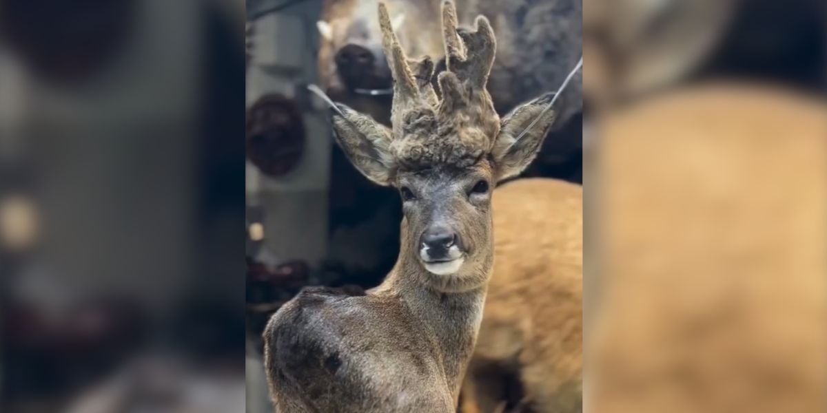 [Vidéo] Un brocard et une taxidermie de toute beauté