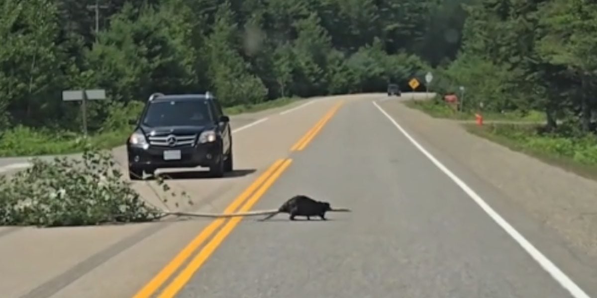 castor sur la route