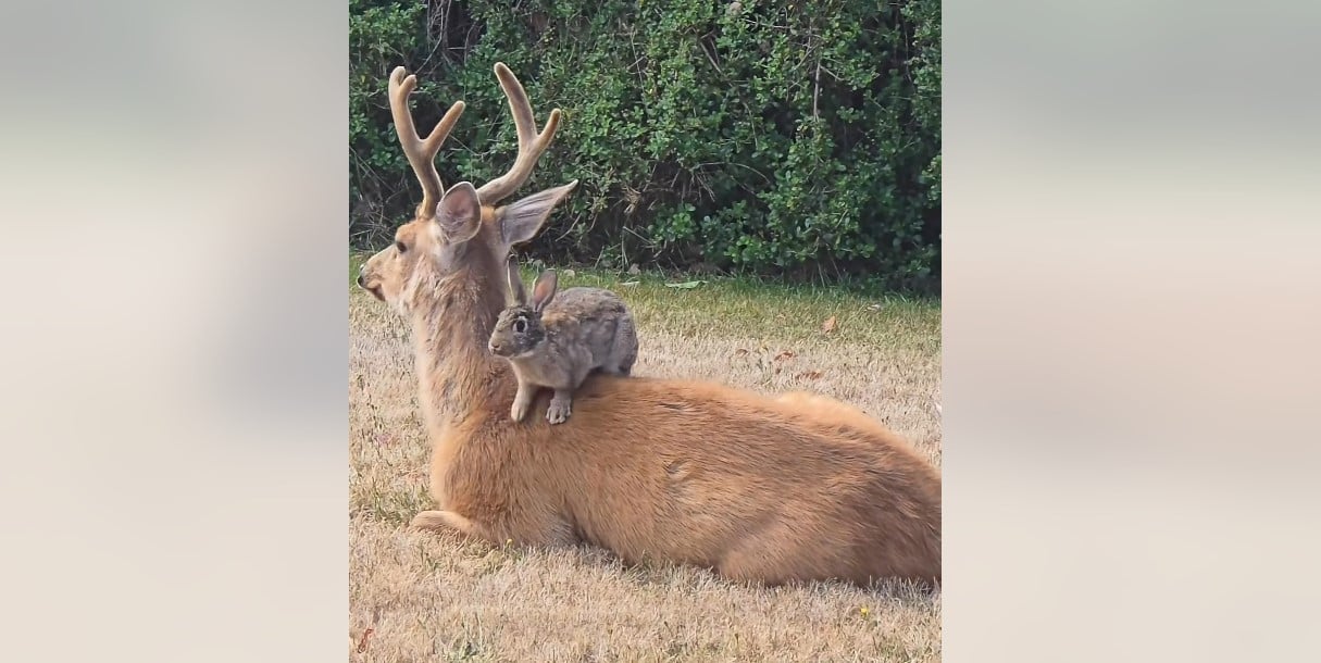 [Vidéo] Un cerf mulet et un lapin de garenne meilleurs amis