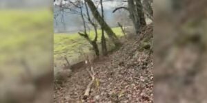 chevreuil fonce dans cloture