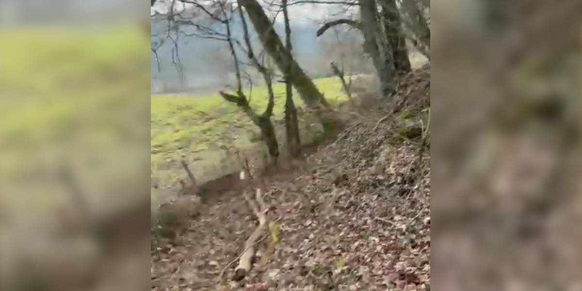 [Vidéo] Un chevreuil en fuite heurte un grillage de plein fouet et y reste coincé